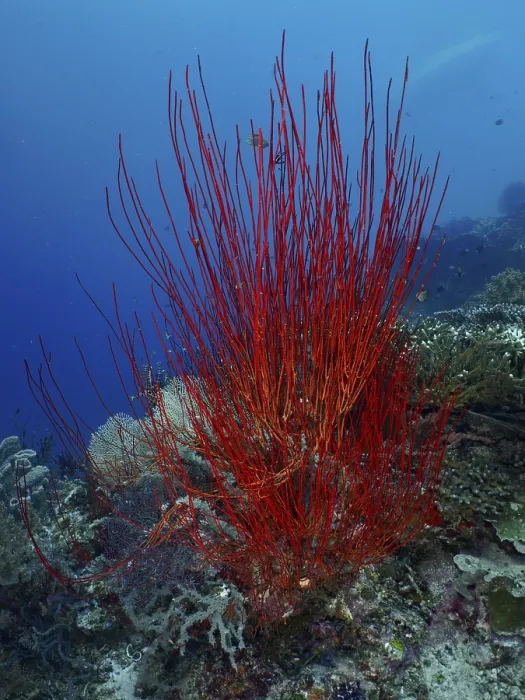 Framed Print : Red bush gorgonian (Ellisella ceratophyta) towering in front of a blue seabed