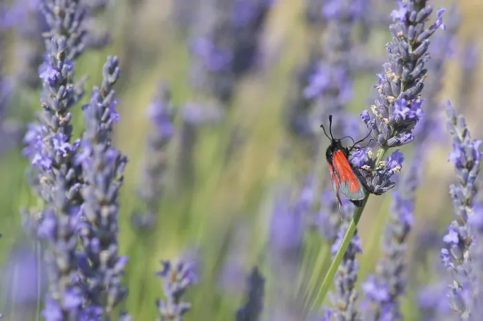 Framed Print : Red butterfly on blooming Lavender flowers
