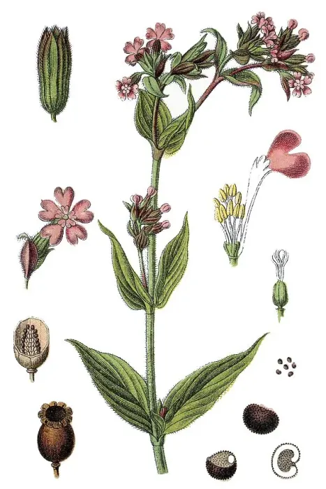 Framed Print : Red Campion (Silene dioica), medicinal plant Framed Print : Red Campion (Silene dioica), medicinal plant