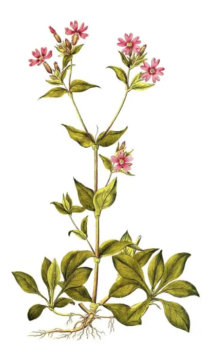 Framed Print : Red campion (Silene dioica), also red campion