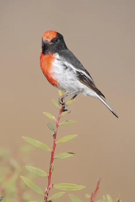 Framed Print : Red-capped Robin (Petroica goodenovii)