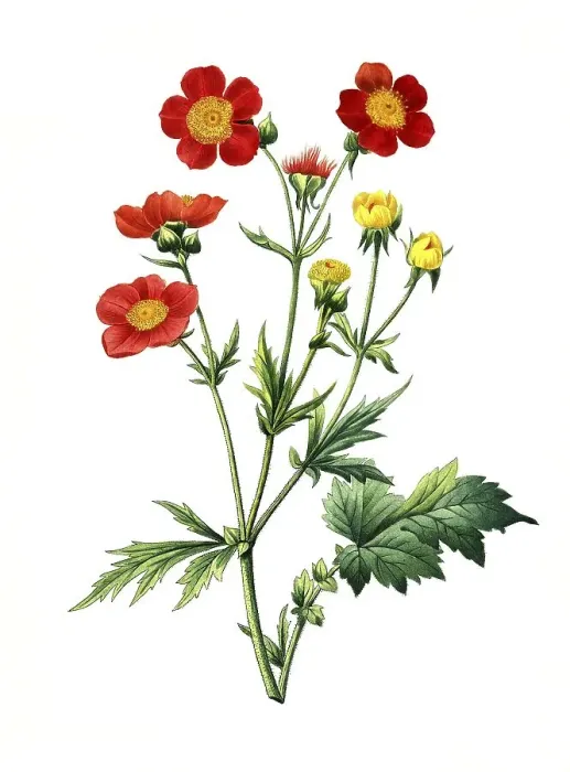 Framed Print : Red carnationwort (Geum coccineum)