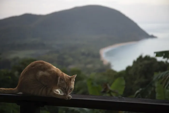Framed Print : A red cat on a terrace in the foreground Framed Print : A red cat on a terrace in the foreground