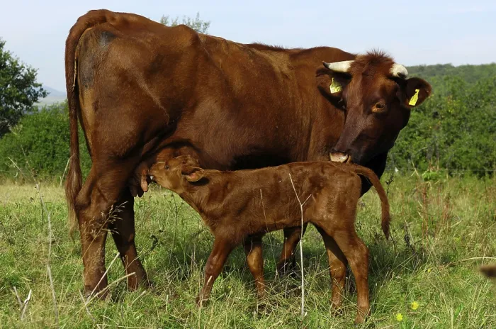 Framed Print : Red cattle, cow with calf, Hesse, Germany Framed Print : Red cattle, cow with calf, Hesse, Germany