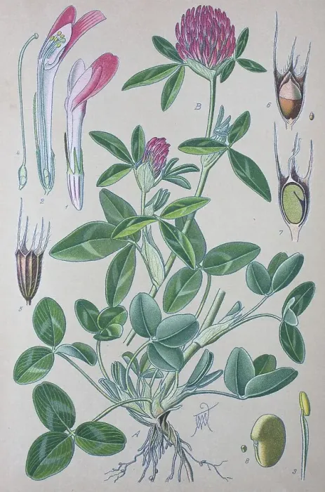 Framed Print : Red clover (Trifolium pratense) Framed Print : Red clover (Trifolium pratense)