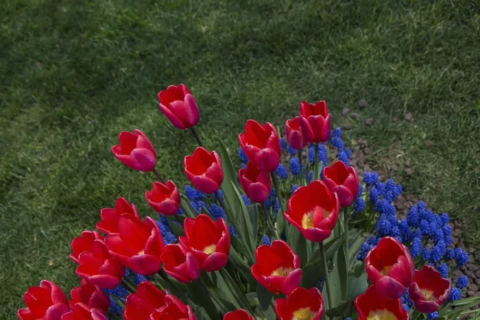 Framed Print : Red color Tulips Bloom in Spring in garden Framed Print : Red color Tulips Bloom in Spring in garden