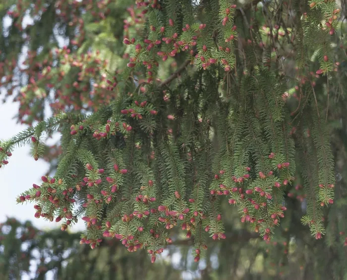Framed Print : Red cones on the branches of flowering spruce in spring forest