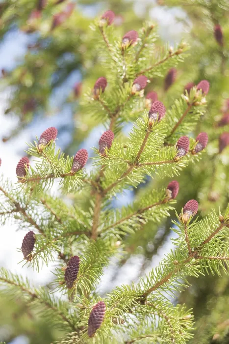 Framed Print : Red cones on the branches of flowering spruce in spring forest