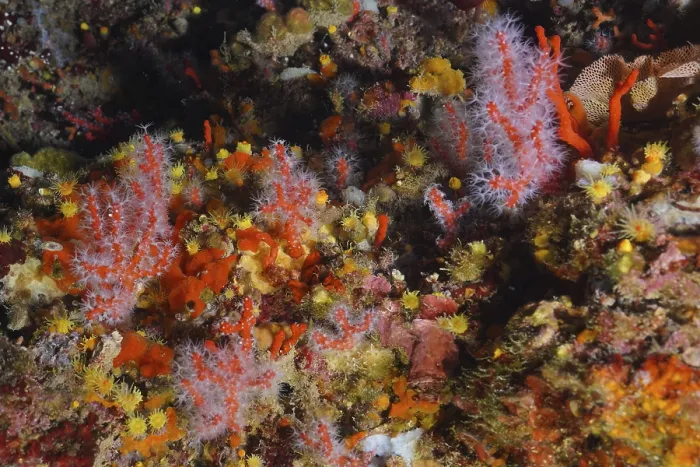 Framed Print : Red coral (Corallium rubrum) in the Mediterranean near Hyeres