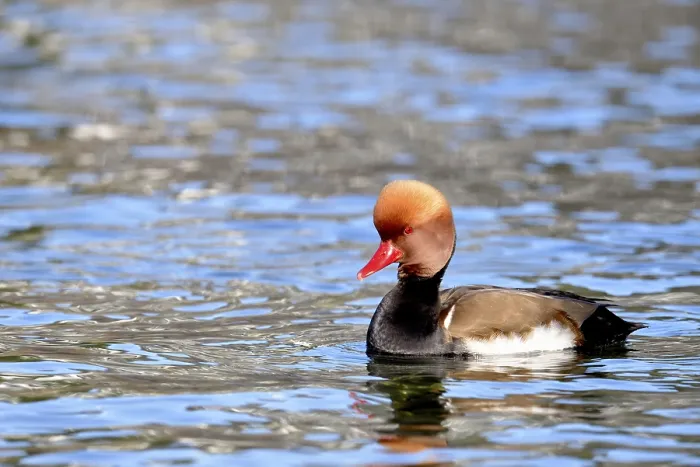 Framed Print : Red-crested pochard (Netta rufina)