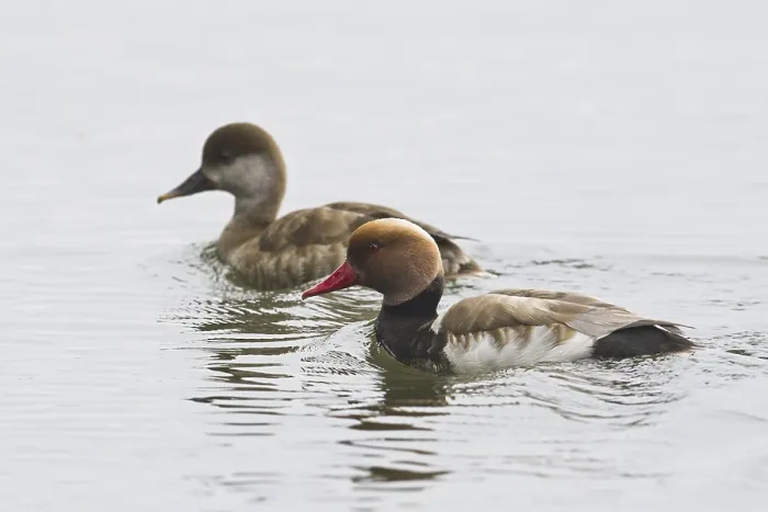 Framed Print : Red-crested pochard (Netta rufina)
