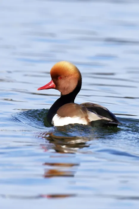 Framed Print : Red-crested pochard (Netta rufina) Framed Print : Red-crested pochard (Netta rufina)