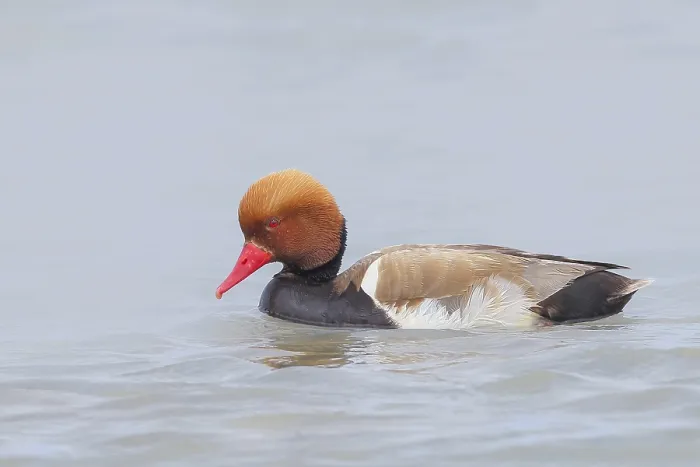 Framed Print : Red-crested pochard (Netta rufina)