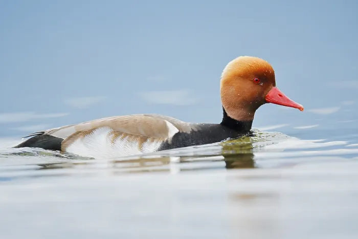 Framed Print : Red-crested pochard (Netta rufina)