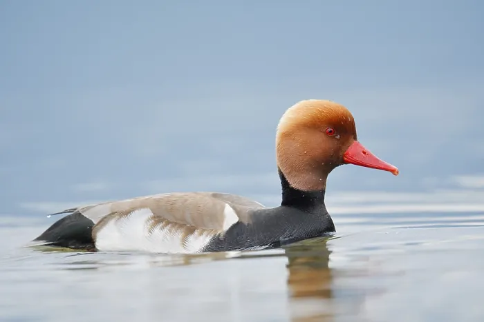 Framed Print : Red-crested pochard (Netta rufina)