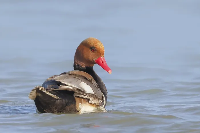 Framed Print : Red-crested pochard (Netta rufina)