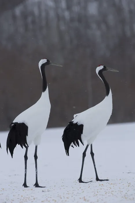 Framed Print : Red-crowned Crane (Grus japonensis)