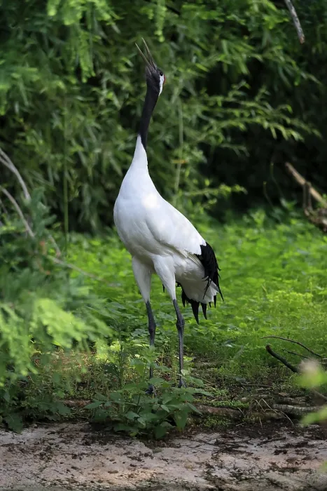 Framed Print : Red-crowned crane (Grus japonensis)