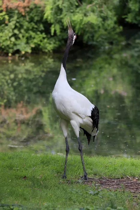 Framed Print : Red-crowned crane (Grus japonensis)