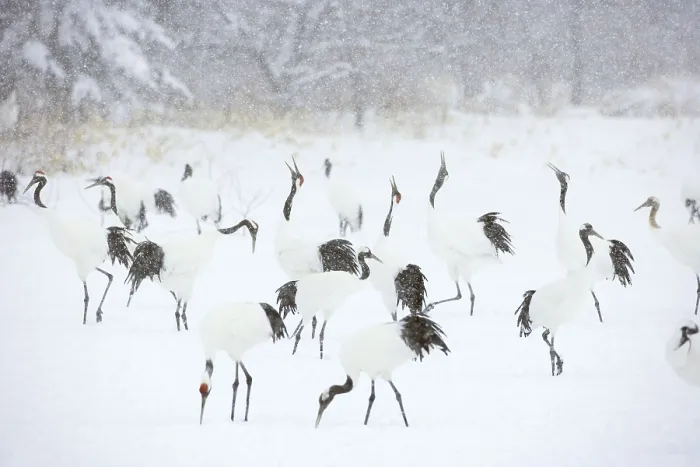 Framed Print : Red crowned cranes, Kushiro-Shitsugen National Park Framed Print : Red crowned cranes, Kushiro-Shitsugen National Park