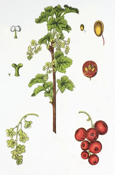 Framed Print : Red currant (Ribes rubrum), medicinal and useful plant Framed Print : Red currant (Ribes rubrum), medicinal and useful plant