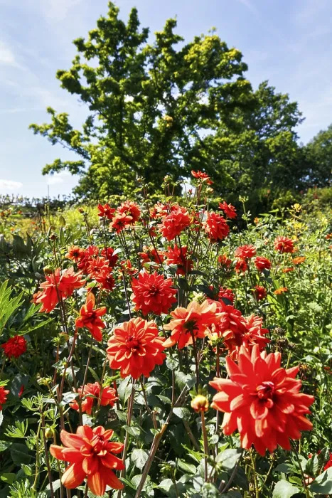 Framed Print : Red dahlias (Dahlia) in a flower bed Framed Print : Red dahlias (Dahlia) in a flower bed