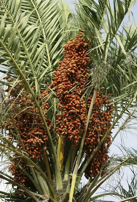 Framed Print : Red dates palm Botanical name Phoenix Sylvestris Roxb in kutch
