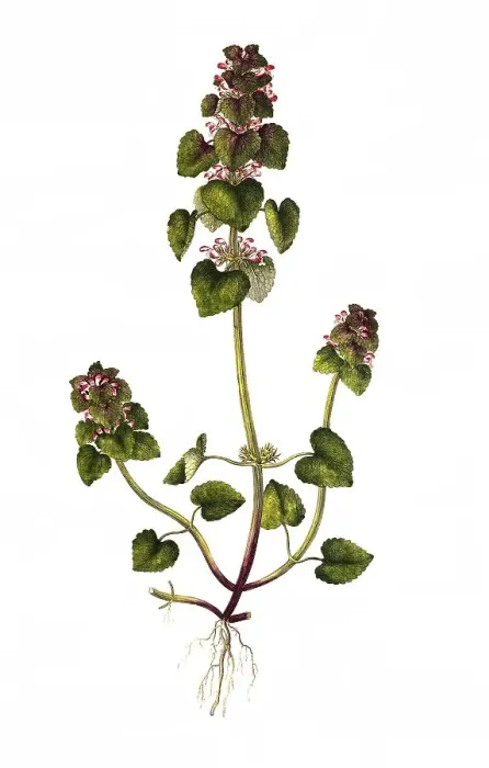 Framed Print : Red deadnettle (Lamium purpureum) Framed Print : Red deadnettle (Lamium purpureum)