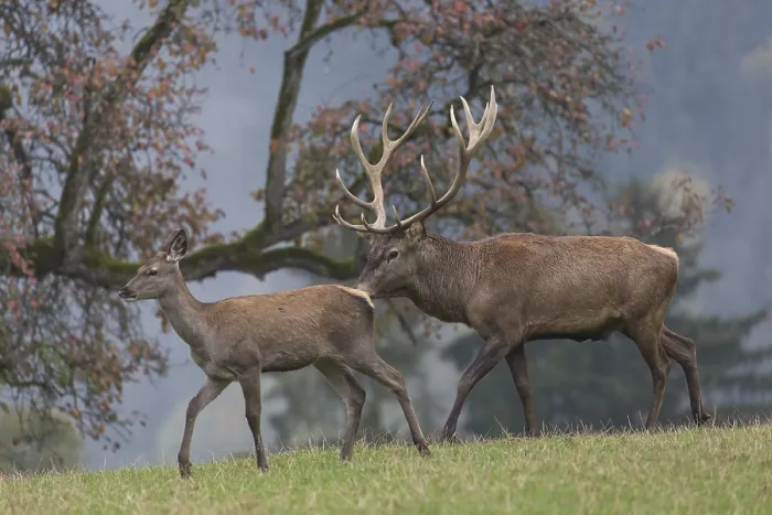 Framed Print : Red Deer buck and doe standing on a meadow in autumn