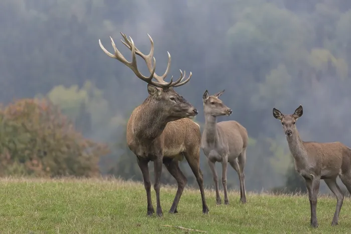 Framed Print : Red Deer buck and doe standing on a meadow in autumn