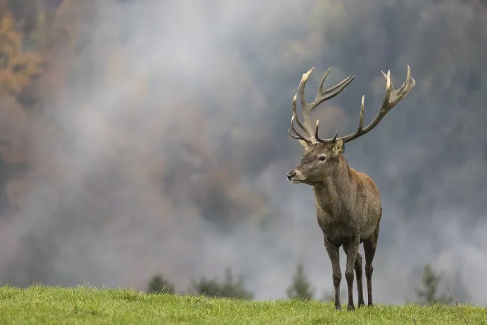Framed Print : Red Deer buck at the end of the rutting season