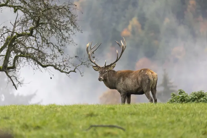 Framed Print : Red Deer buck at the end of the rutting season