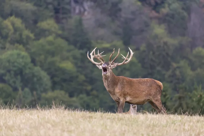 Framed Print : Red Deer buck standing on a meadow in autumn
