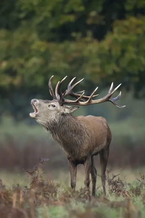 Framed Print : Red deer (Cervus elaphus) adult male stag animal roaring during the rut in autumn Framed Print : Red deer (Cervus elaphus) adult male stag animal roaring during the rut in autumn
