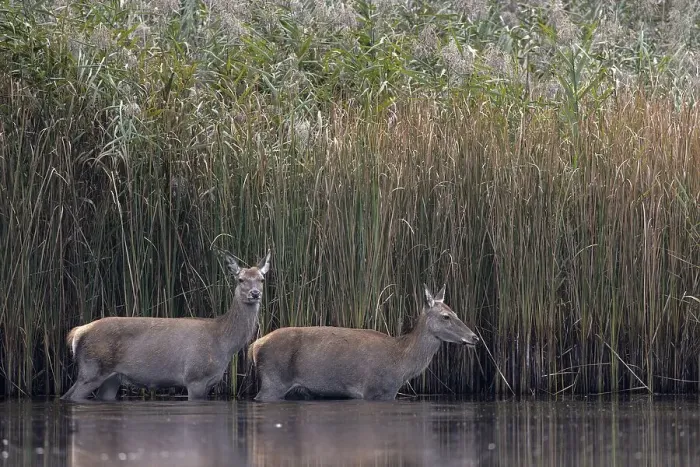 Framed Print : Red deer (Cervus elaphus), adults walking through shallow water Framed Print : Red deer (Cervus elaphus), adults walking through shallow water