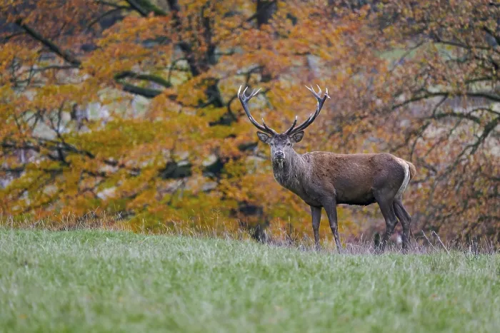 Framed Print : Red deer (Cervus elaphus) in autumn leaves