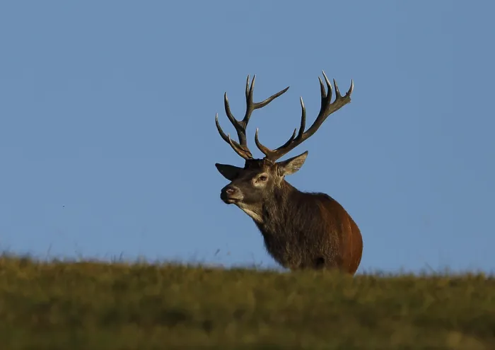 Framed Print : Red deer, Cervus elaphus, Burbach