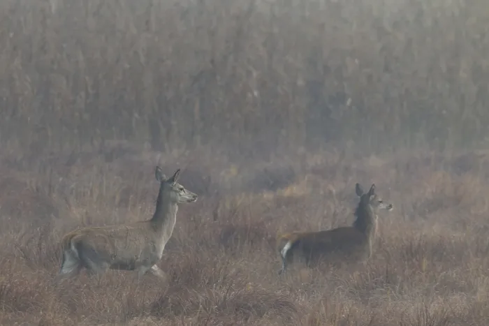 Framed Print : A red deer (Cervus elaphus) with calf walks attentively across a marshy meadow