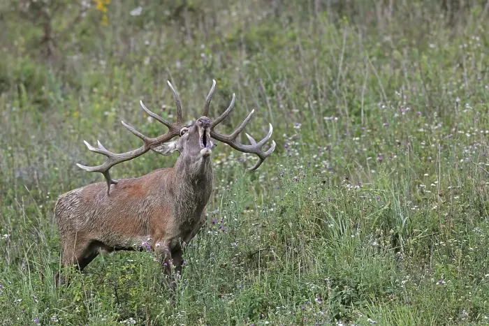 Framed Print : Red deer (Cervus elaphus), calling Framed Print : Red deer (Cervus elaphus), calling