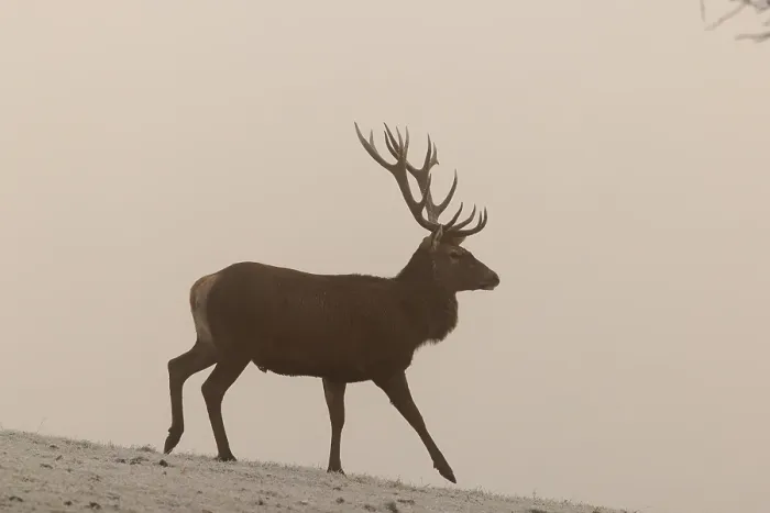 Framed Print : A red deer (Cervus elaphus) crosses a meadow covered with hoarfrost in dense fog Framed Print : A red deer (Cervus elaphus) crosses a meadow covered with hoarfrost in dense fog