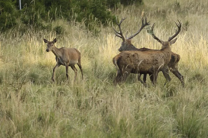 Framed Print : Red deer (Cervus elaphus) deer and female animal in evening light Framed Print : Red deer (Cervus elaphus) deer and female animal in evening light