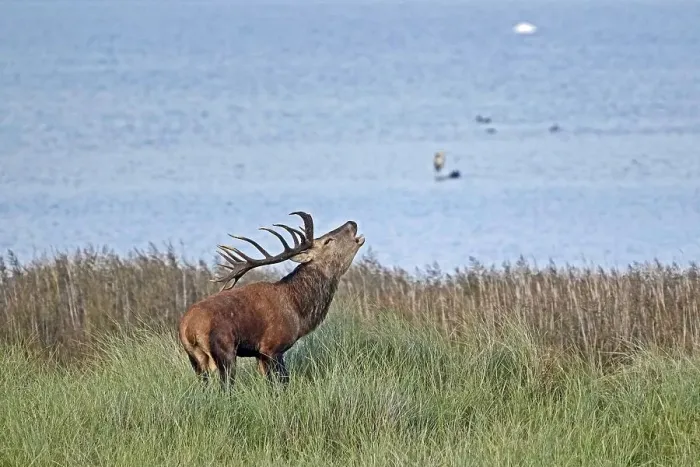 Framed Print : Red deer (Cervus elaphus), deer in the rut roars Framed Print : Red deer (Cervus elaphus), deer in the rut roars