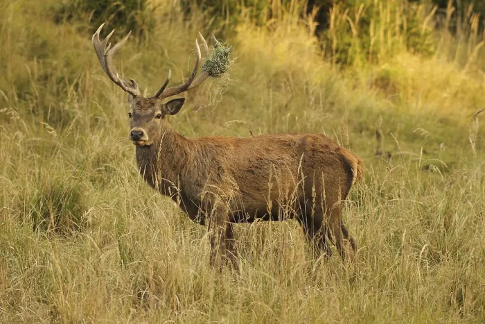 Framed Print : Red deer (Cervus elaphus) deer with wire mesh in left antler pole secures tall Framed Print : Red deer (Cervus elaphus) deer with wire mesh in left antler pole secures tall