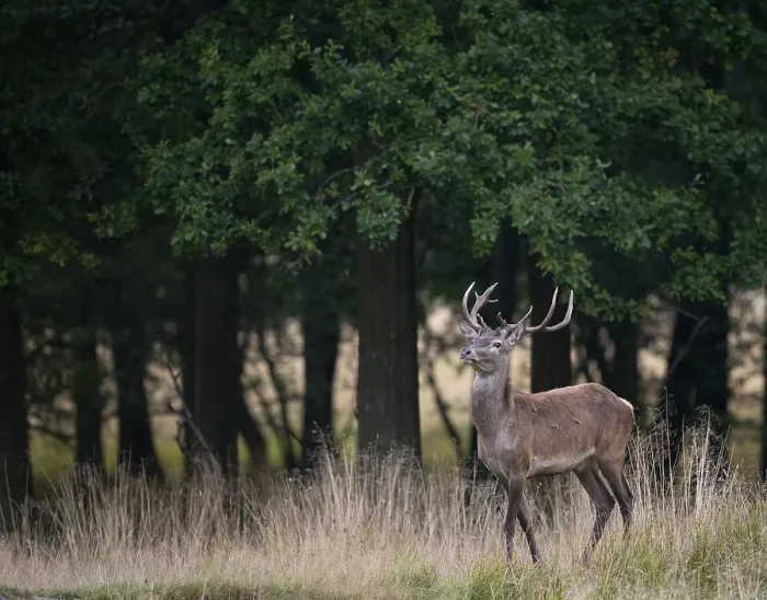 Framed Print : Red Deer (Cervus elaphus), Denmark, Europe