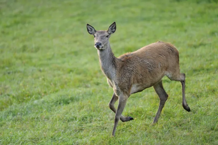 Framed Print : Red deer (Cervus elaphus) doe in a forest clearing