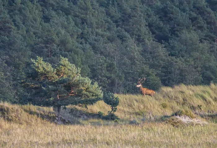 Framed Print : Red deer (Cervus elaphus) on a dune at DarBer Ort Red deer (Cervus elaphus) on a dune at Darer Ort Framed Print : Red deer (Cervus elaphus) on a dune at DarBer Ort Red deer (Cervus elaphus) on a dune at Darer Ort