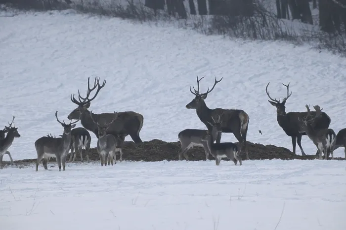 Framed Print : Red deer (Cervus elaphus) and fallow deer (Dama dama) feeding in the snow