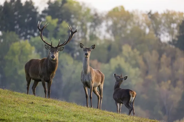 Framed Print : A red deer (Cervus elaphus) family of a stag Framed Print : A red deer (Cervus elaphus) family of a stag