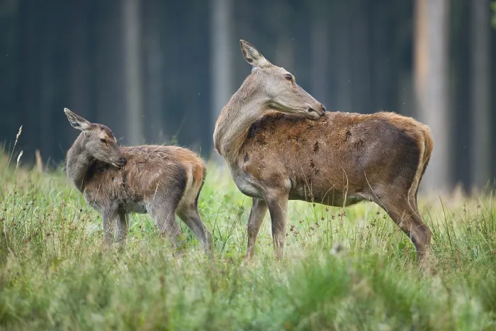 Framed Print : Red deer (Cervus elaphus), fawn and doe Framed Print : Red deer (Cervus elaphus), fawn and doe