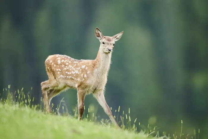 Framed Print : Red deer (Cervus elaphus) fawn walking on a meadow in the mountains in tirol Framed Print : Red deer (Cervus elaphus) fawn walking on a meadow in the mountains in tirol